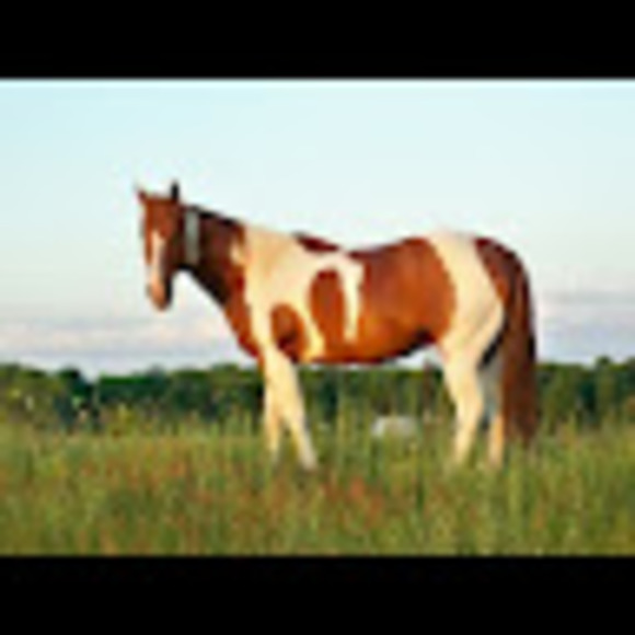 Meet your Posher, Pamela - Picture 1 of 1